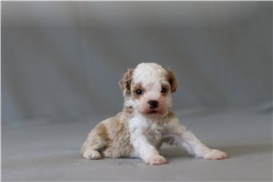 Xavier - Poodle, Miniature for sale