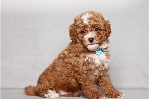 Dagwood - Poodle, Miniature for sale