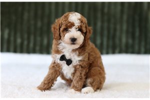 Giles - Miniature Poodle for sale