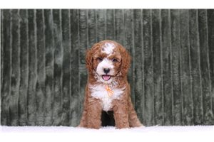 Argo - Poodle, Miniature for sale