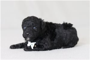 Kaelyn - Poodle, Miniature for sale