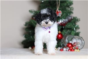 Dasha - Poodle, Miniature for sale