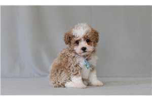 Karl - Poodle, Miniature for sale