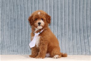 Arch - Miniature Poodle for sale