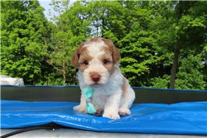 Ian - Miniature Poodle for sale