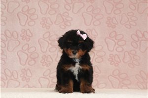 Kiera - Poodle, Miniature for sale