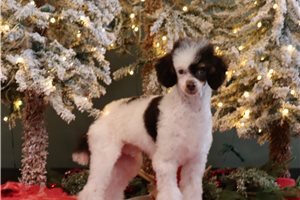 Bennett - Poodle, Miniature for sale