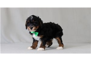 Mack - Poodle, Miniature for sale