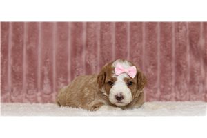 Cami - Poodle, Miniature for sale