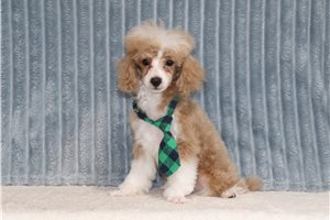 Clayton - Miniature Poodle for sale