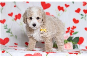 Frisco - Poodle, Miniature for sale