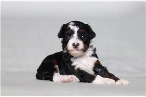 Novo - Poodle, Miniature for sale