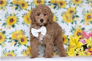 Frederick - Poodle, Miniature for sale