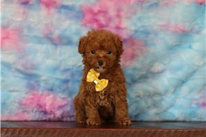 Otis - Poodle, Miniature for sale