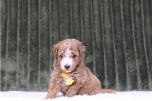 Luke - Miniature Poodle for sale