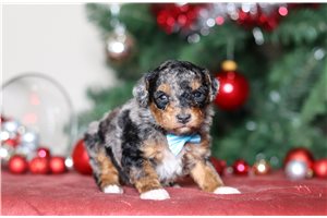 Fernando - Poodle, Miniature for sale