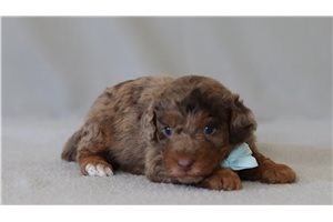 Bentley - Poodle, Miniature for sale
