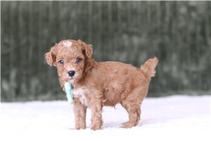 Drew - Miniature Poodle for sale