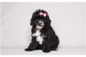 Nirvana - Poodle, Miniature for sale