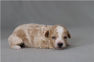 Dagwood - Poodle, Miniature for sale