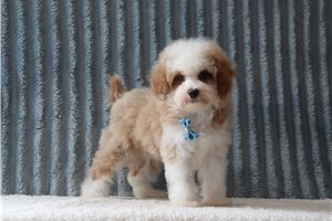 Xavier - Poodle, Miniature for sale