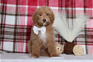 Preston - Miniature Poodle for sale
