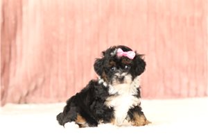 Brooke - Poodle, Miniature, placed in Zanesville / Cambridge