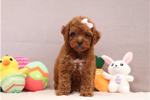 Kora - Poodle, Miniature for sale