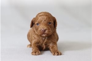 Angie - Poodle, Miniature for sale