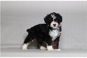 Novo - Poodle, Miniature for sale