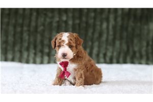 Giles - Miniature Poodle for sale
