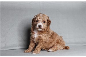 Delaney - Poodle, Miniature for sale