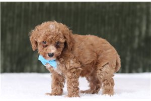 Dudley - Miniature Poodle for sale