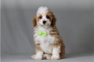 Xander - Poodle, Miniature for sale