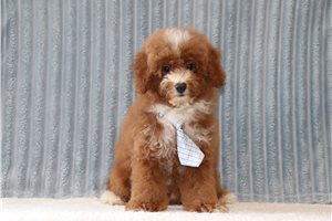 Dagwood - Poodle, Miniature for sale