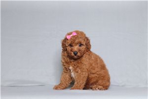 Opal - Poodle, Miniature for sale