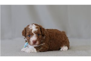 Bernard - Poodle, Miniature for sale