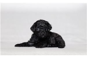 Nina - Poodle, Miniature for sale