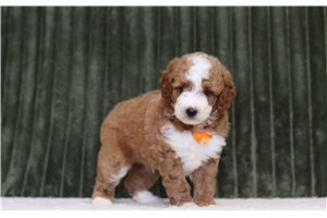 Calum - Miniature Poodle for sale