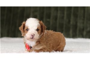 Vicar - Miniature Poodle for sale