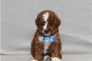 Antonio - Poodle, Miniature for sale