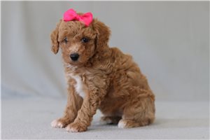 Mabel - Poodle, Miniature for sale