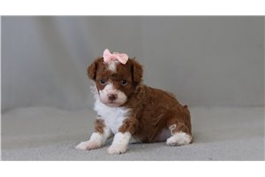 Bridget - Poodle, Miniature for sale