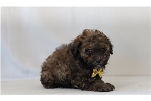 Kaleb - Poodle, Miniature for sale