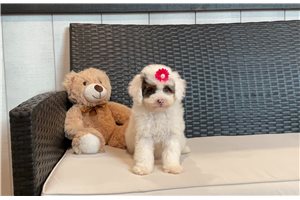 Virginia - Poodle, Miniature for sale