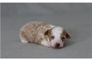 Daffy - Poodle, Miniature for sale