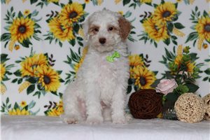 Paxton - Poodle, Miniature for sale