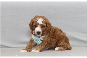 Argo - Poodle, Miniature for sale