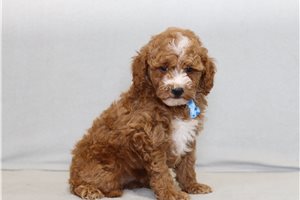 Bertrand - Poodle, Miniature for sale