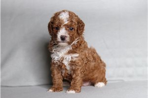 Dagwood - Poodle, Miniature for sale